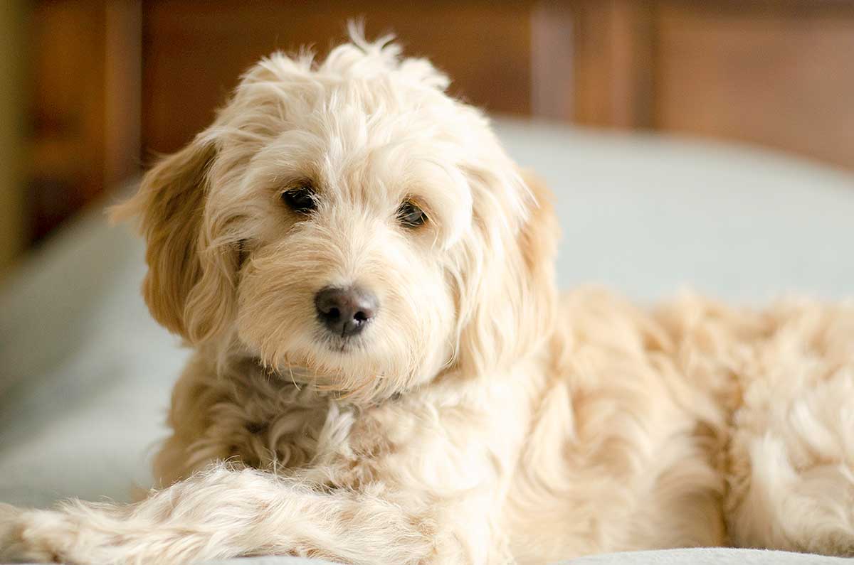 close up shot of beautiful mini Goldendoodle sitting on bed with sunlight from the window shining on her face