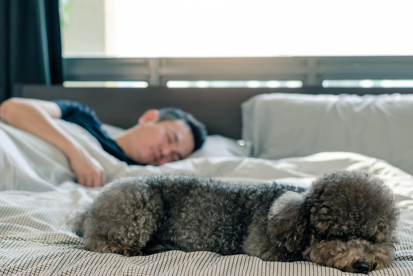 black poodle dog sleeping at foot of bed with man in background sleeping