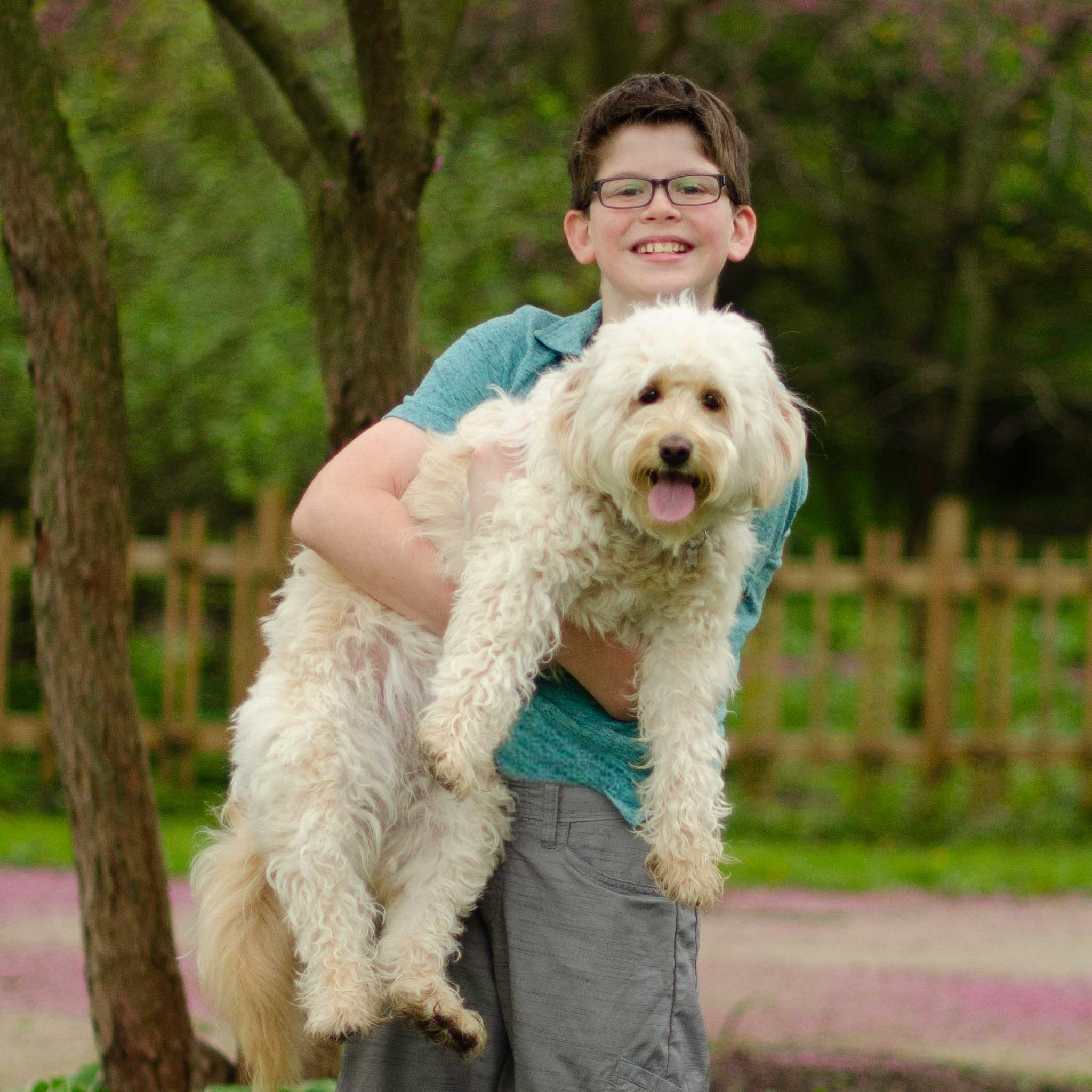 young boy in teal shirt and glasses holding a blond mini goldendoodle dog