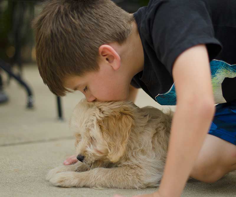 young boy in black shirt kissing the top of a mini Goldendoodle's head outside on a patio