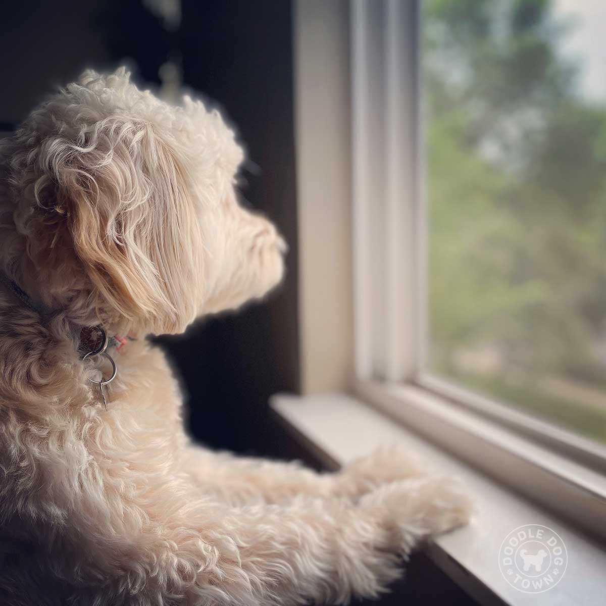 sad looking goldendoodle dog with paws on window sill looking out of window