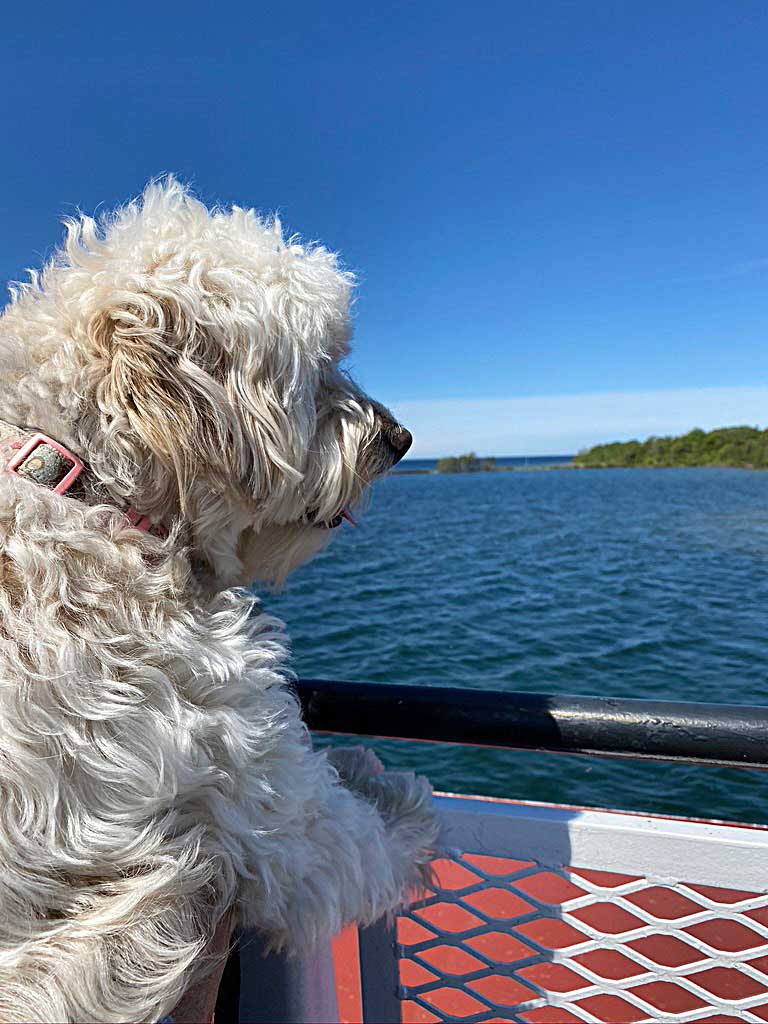 mini goldendoodle on boat looking out at water