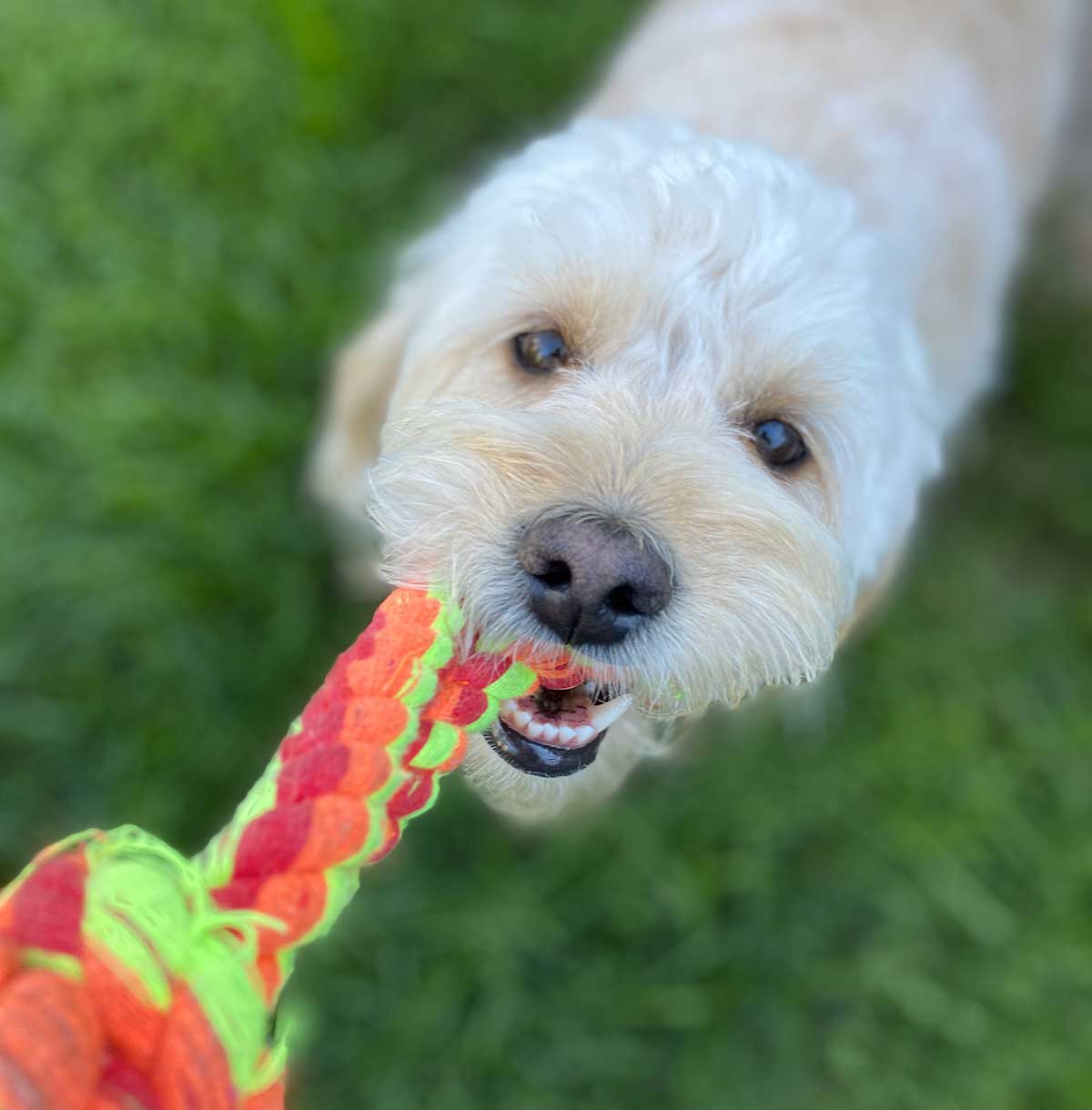 goldendoodle playing tug of war with a bright neon red, orange and yellow rope