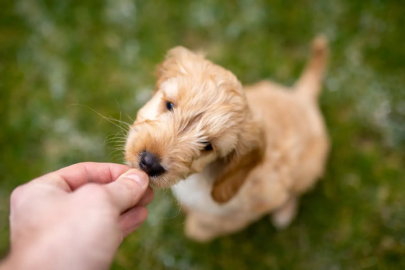 dog trainer giving puppy doodle dog a treat