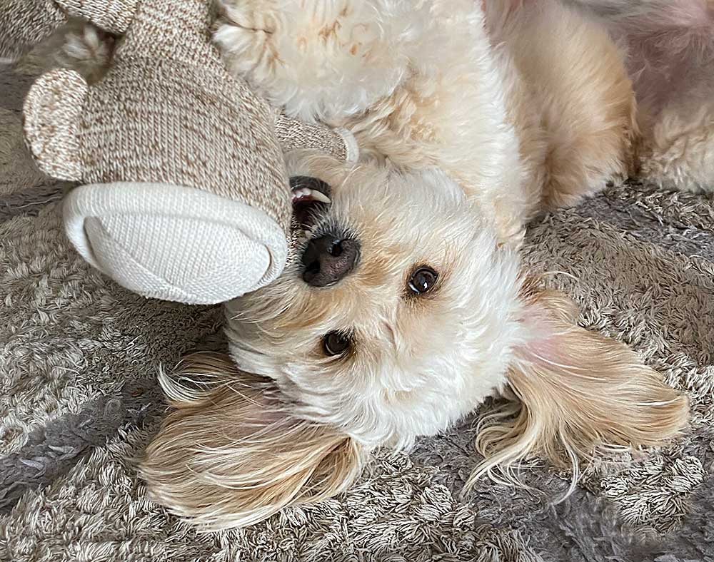 playful goldendoodle dog upside down with ears flopped onto carpet holding a tan Sock Monkey stuffed animal