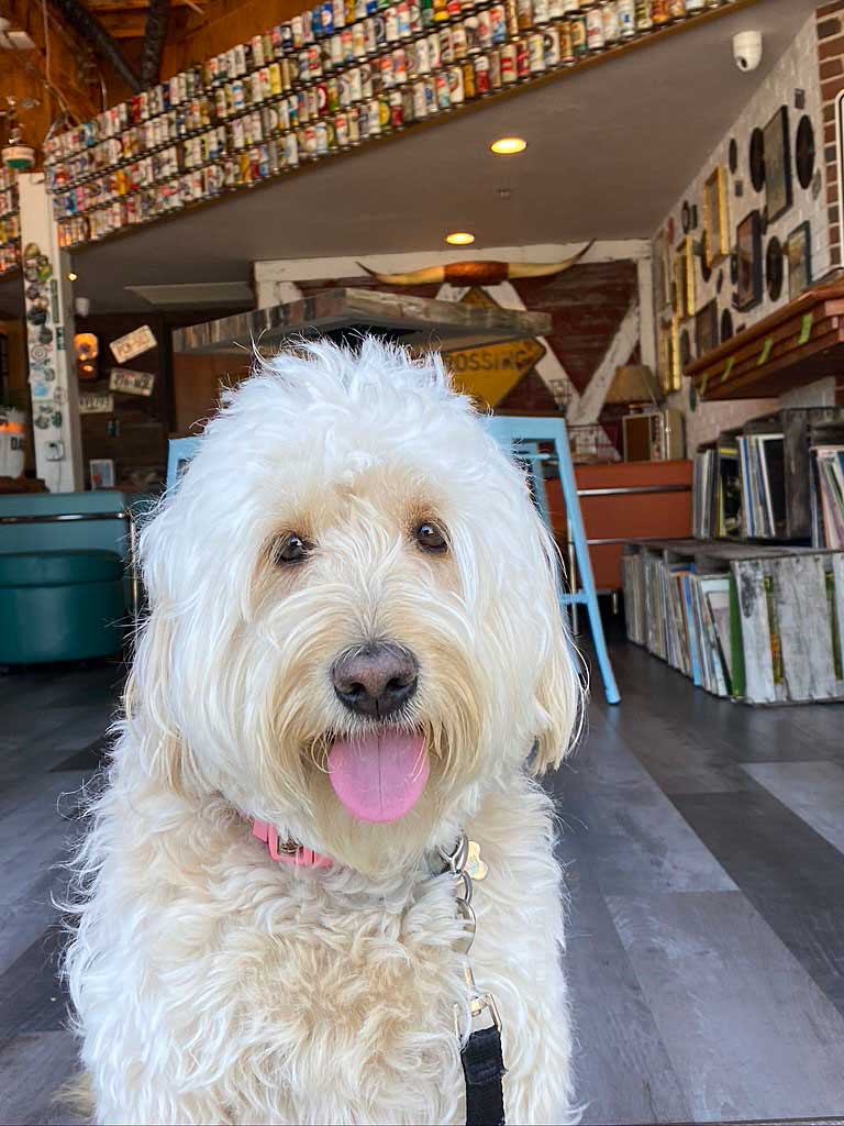 mini goldendoodle sitting in front of bar with lots of beer cans lined up as decoration, records lined up on the floor and pictures on the wall