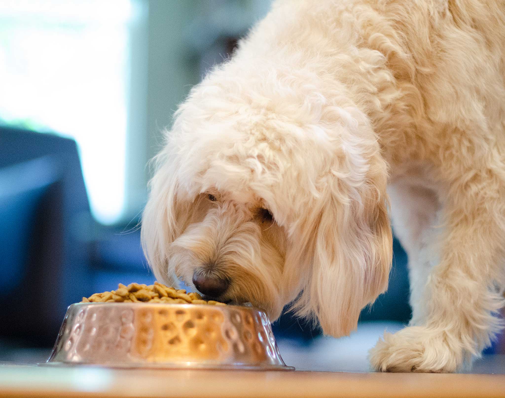 cute blond mini goldendoodle eating food from a bowl