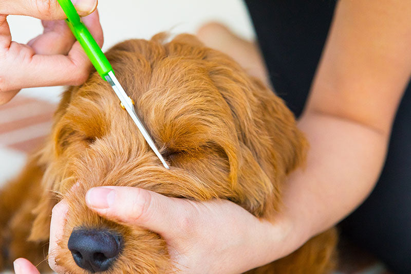 red goldedoodle dog getting the hair by their eyes trimmed with green scissors by a woman