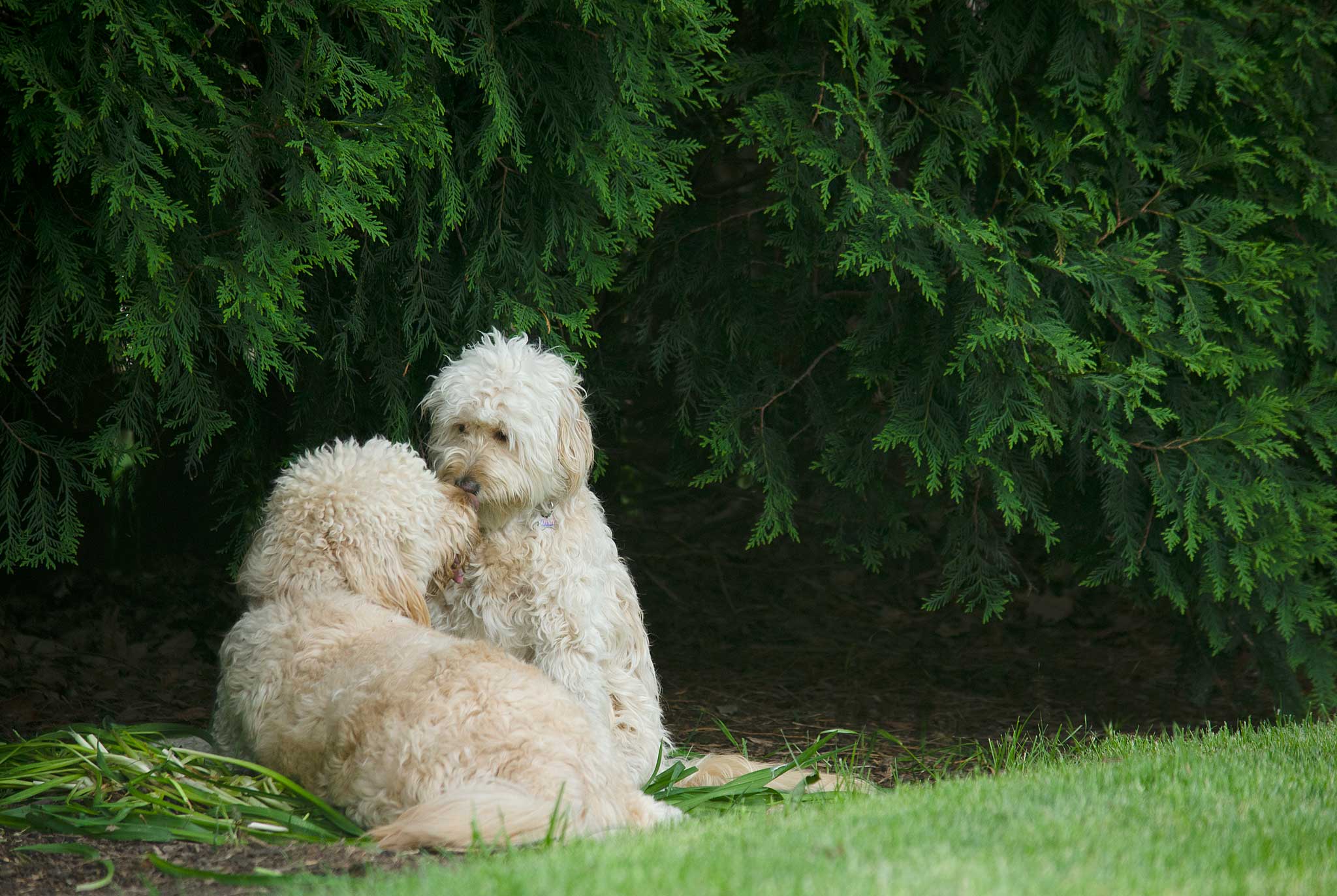 2 light colored mini goldendoodles sitting near large green arborvitae trees kissing andtouching noses