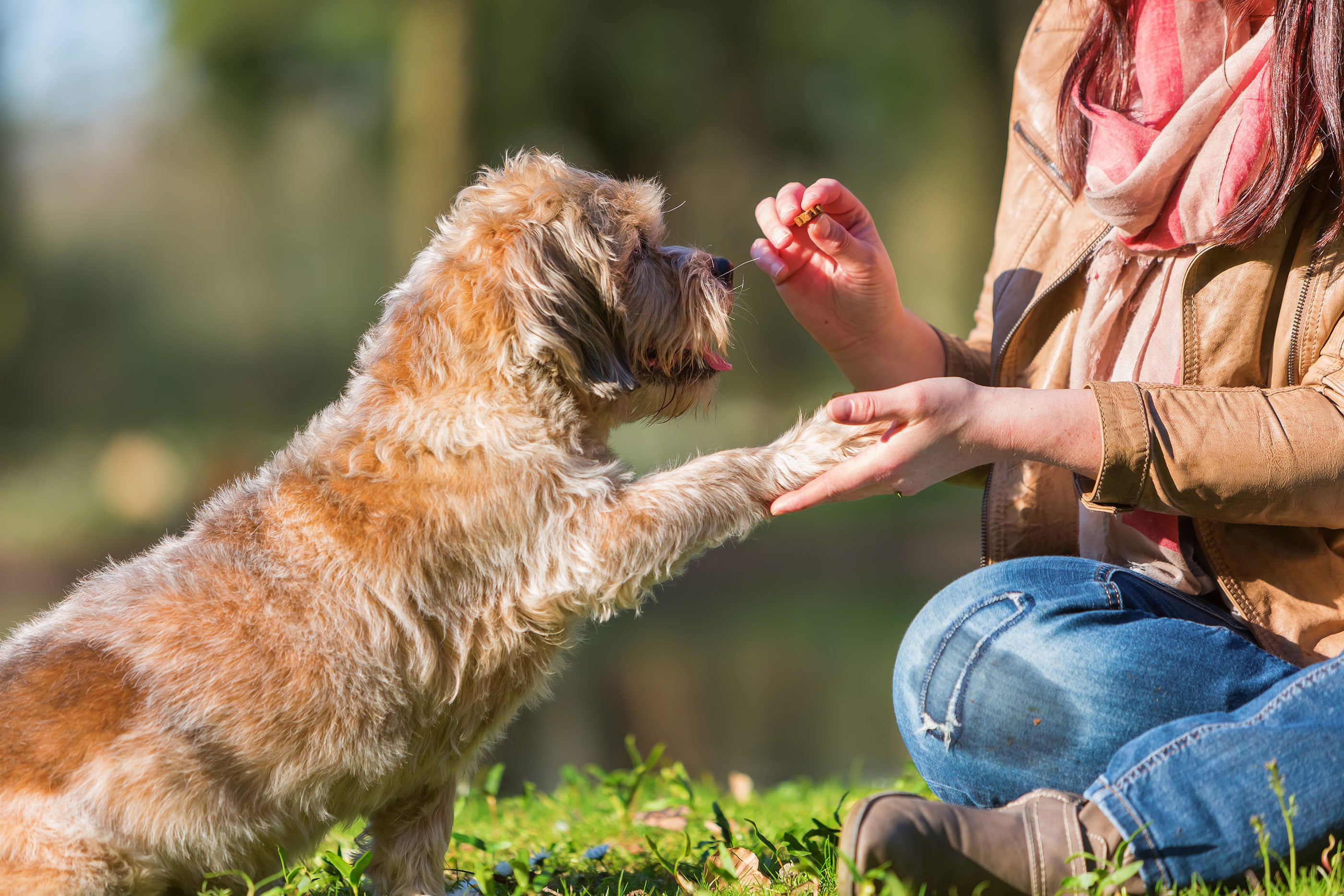 woman sitting with legs crossed on grass feeding a dog a treat