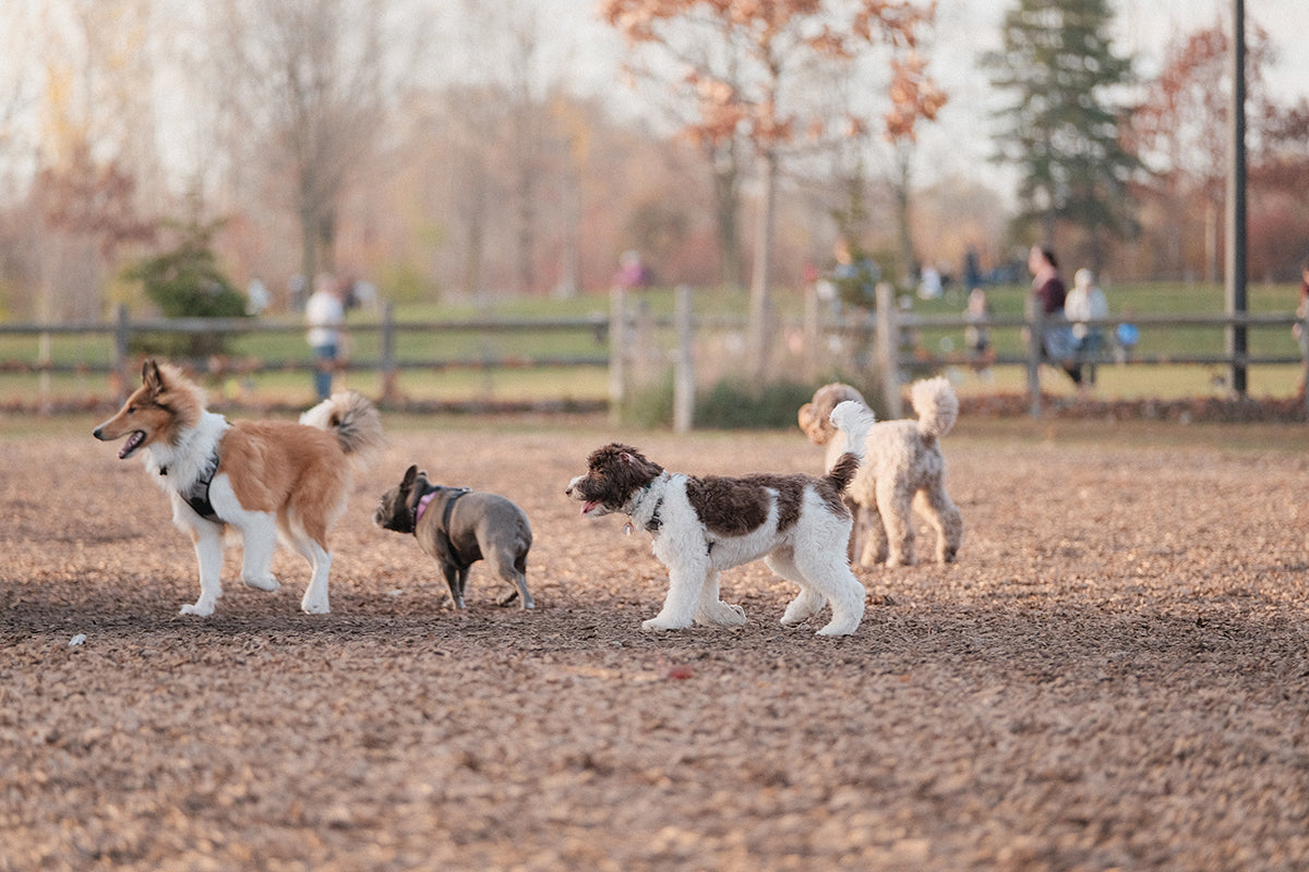 four dogs walking in a dog park with wooden fence in background and people in the distance
