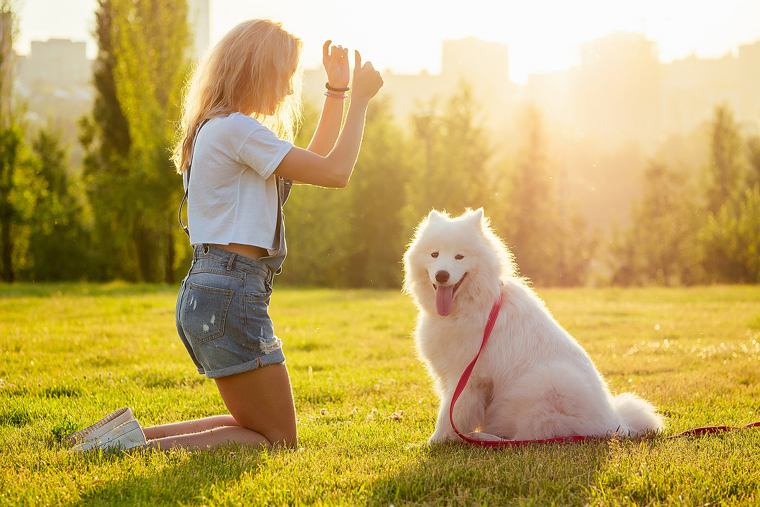 Pretty young girl on knees with hands up training white fluffy dog outside in grass at sunrise