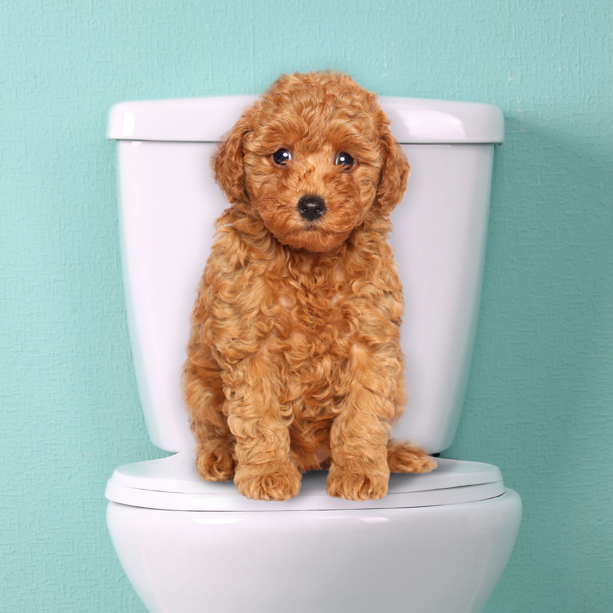 goldendoodle puppy sitting on top of toilet seat teal background wall
