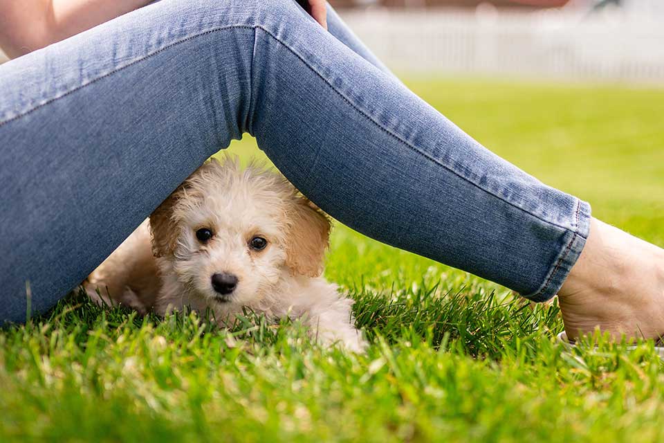 little goldendoodle puppy sitting in grass underneath a women, who is wearing jeans, legs
