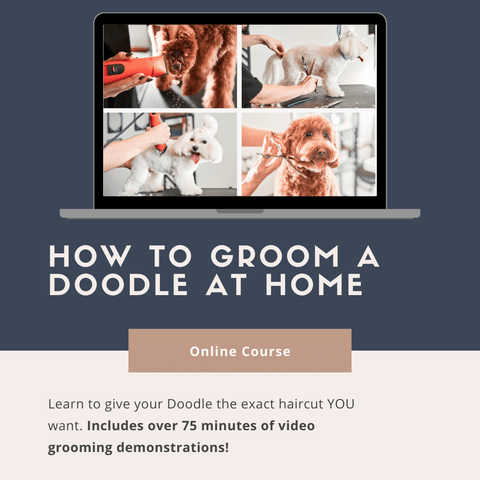 How to Groom a Doodle at HOme