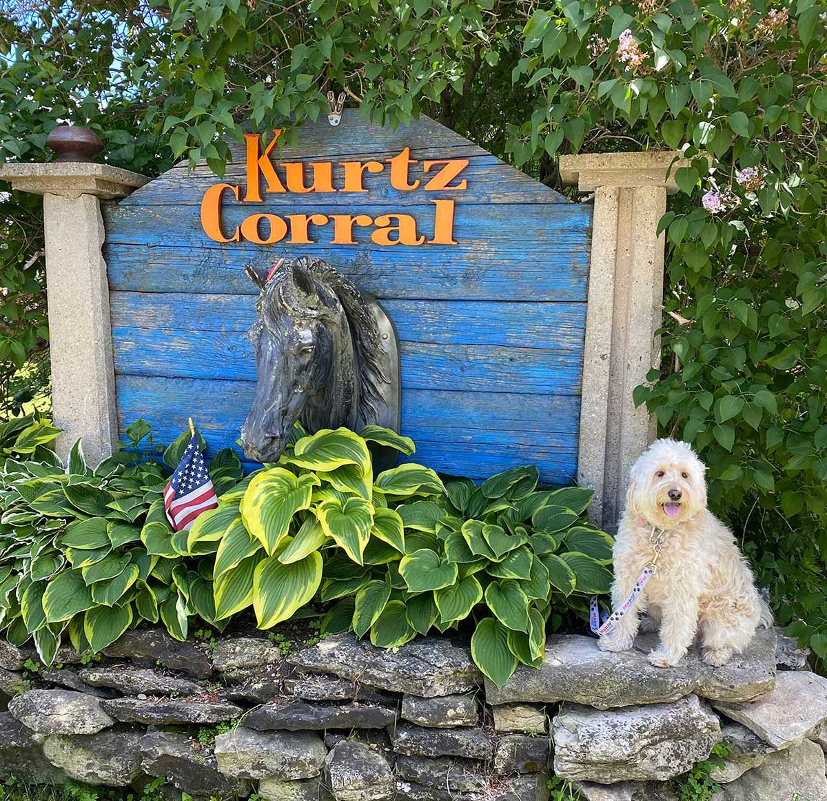 mini goldendoodle sitting next to hostas in front of a big Kurtz Corral blue painted wooden sign with black horse head statue