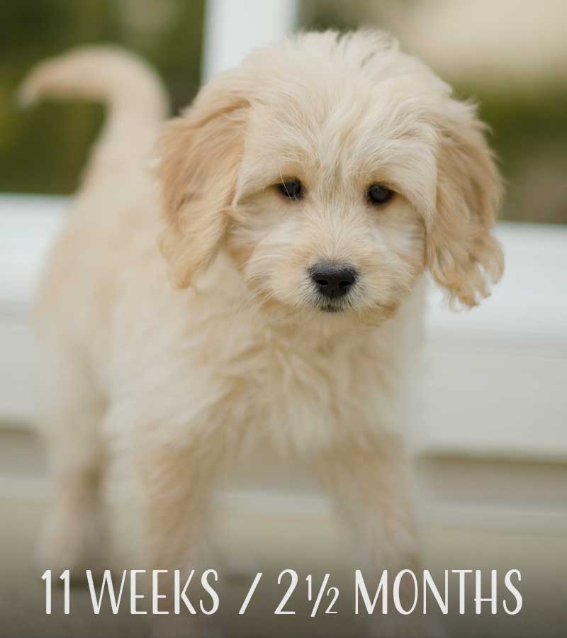 https://cdn.shopify.com/s/files/1/0561/8961/6287/files/mini-goldendoodle-11-weeks.jpg?v=1626671854