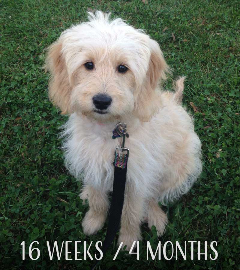 Mini Goldendoodle at 16 weeks / 4 months