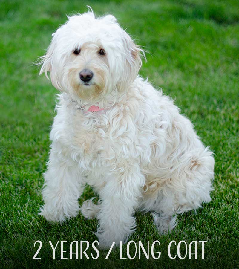 Mini Goldendoodle at 2 years old with long coat