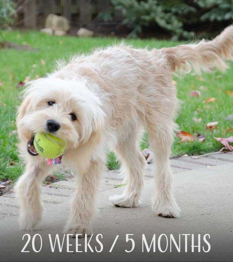 Mini Goldendoodle at 20 weeks / 5 months