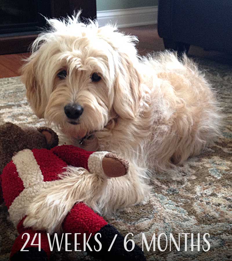 Mini Goldendoodle at 24 weeks / 6 months