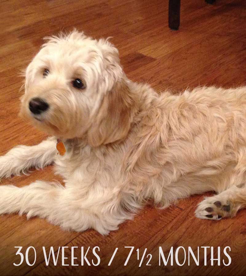 Mini Goldendoodle at 30 weeks / 7 1/2 months