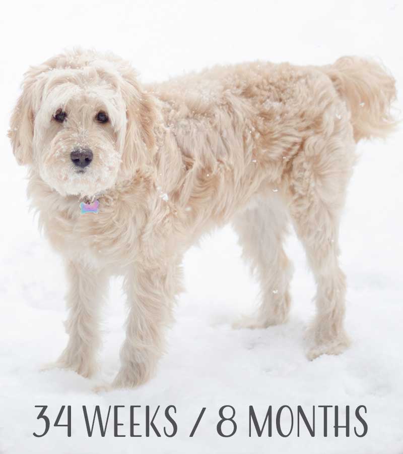 Mini Goldendoodle at 34 weeks / 8 months