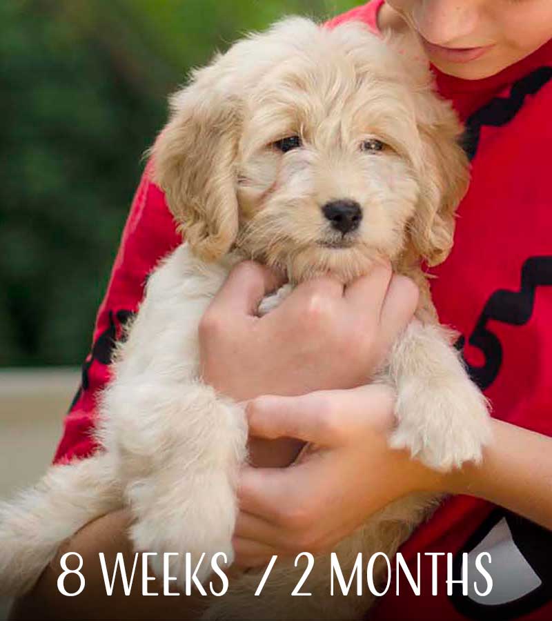 Mini Goldendoodle at 8 weeks / 2 months