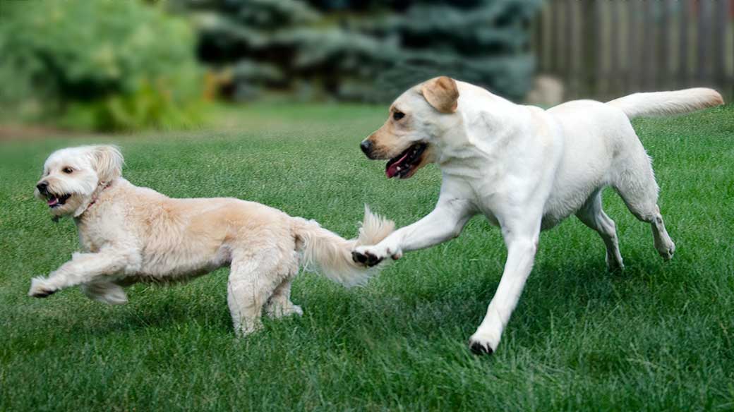 blond Mini Goldendoodle and white Labrador Retriever running in the grass