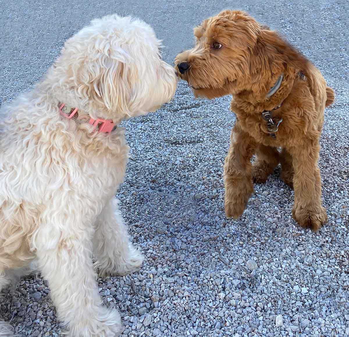 blond mini goldendoodle sniffing and kissing brown mini goldendoodle on rocky ground