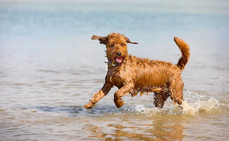 red goldendoodle dog playfully running in a large body of water