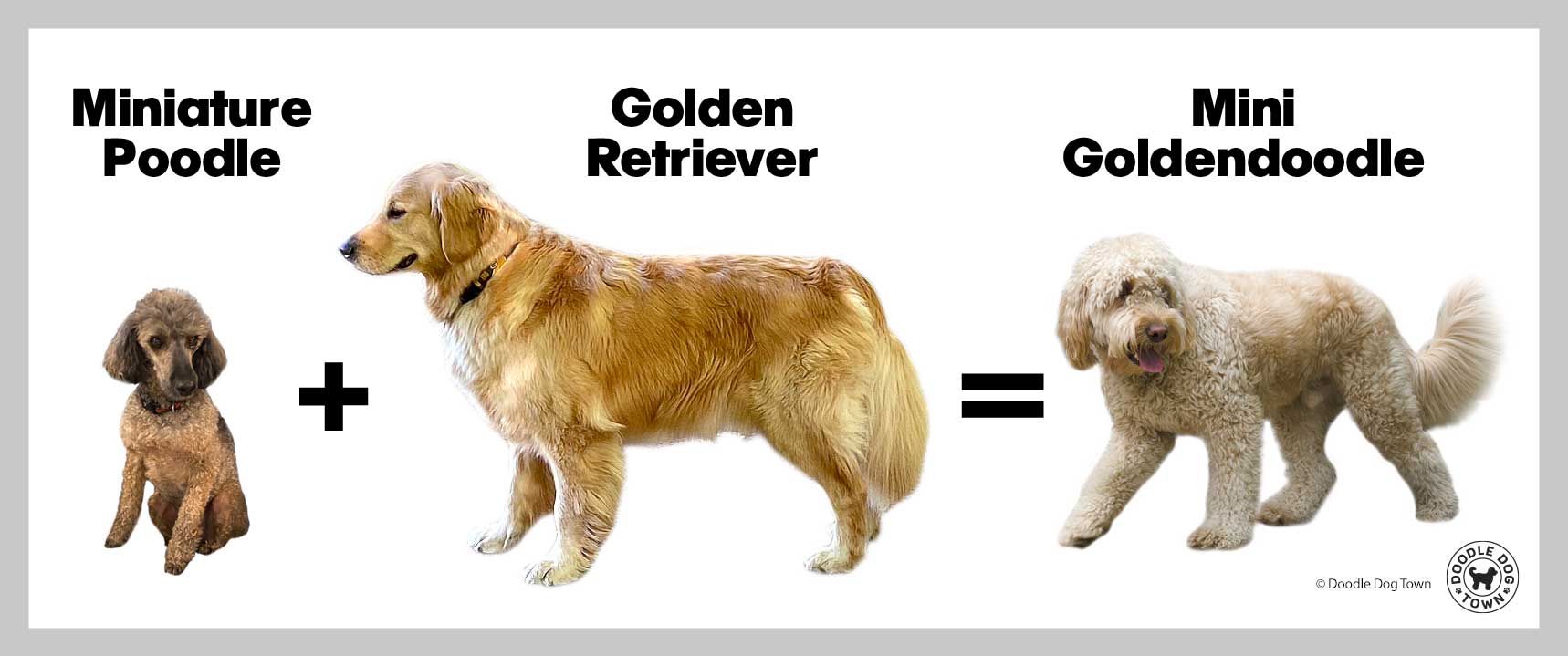 a diagram that includes real photos of a miniature poodle plus a golden retriever which equals a mini goldendoodle