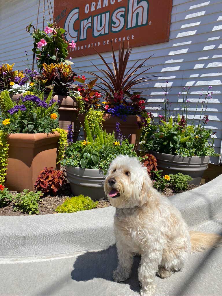 dog sitting in front of a beautiful landscape of flowers in pots in front of a big Orange Crush sign on white house