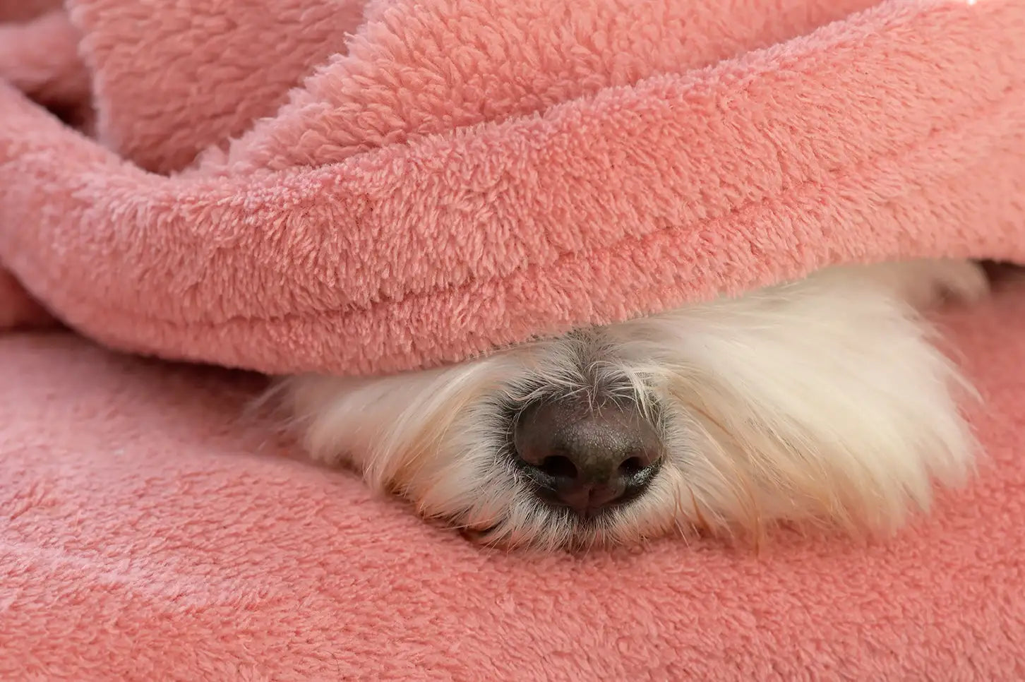 pink blanket covering white dog's face with his nose sticking out of blanket
