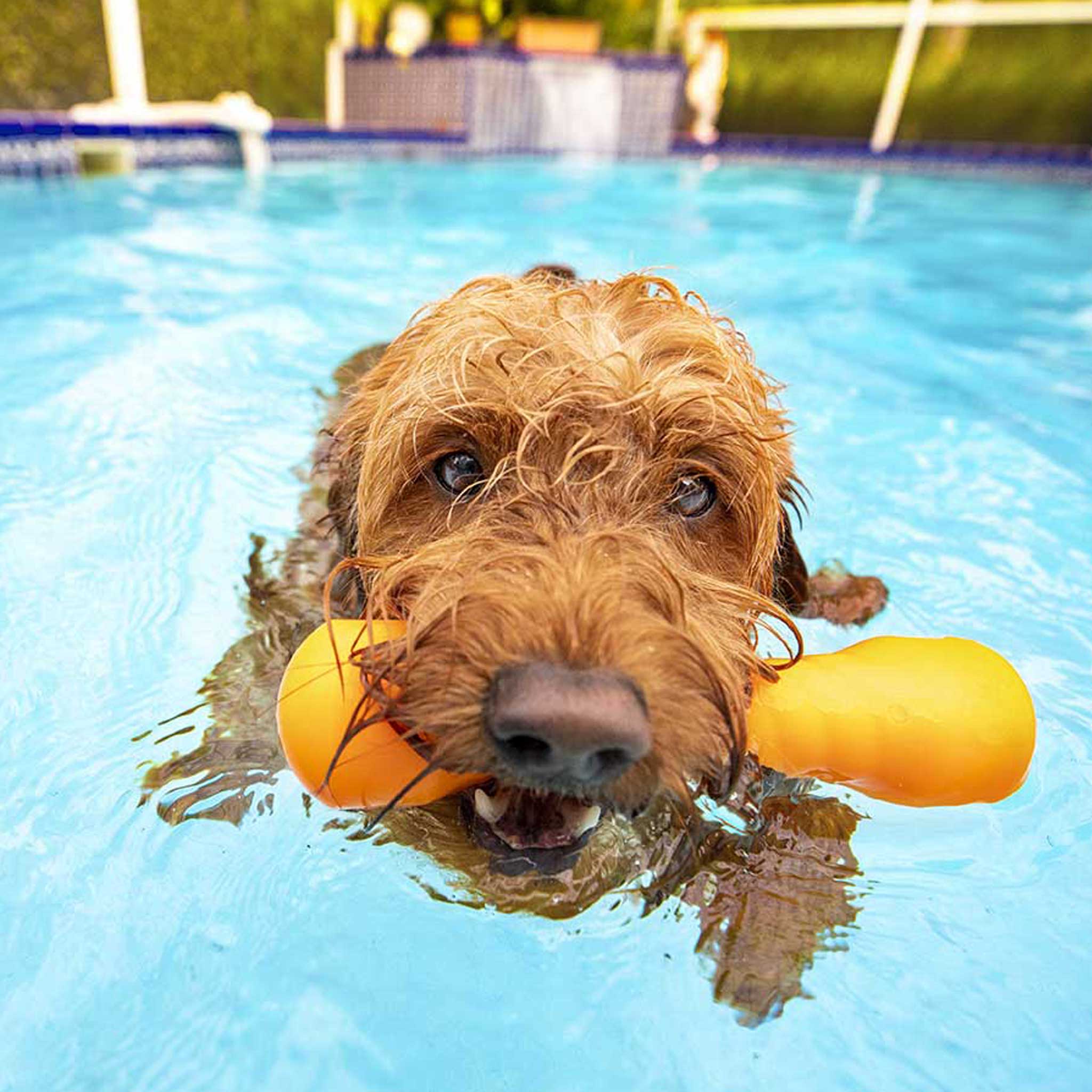 red goldendoodle with yellow toy in mouth swimming in pool