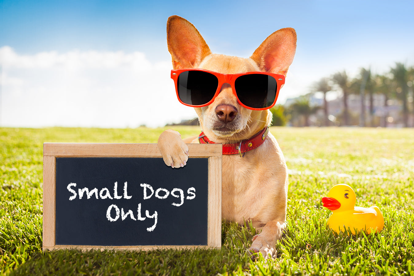 Chihuahua holding chalkboard sign that reads Small Dogs Only