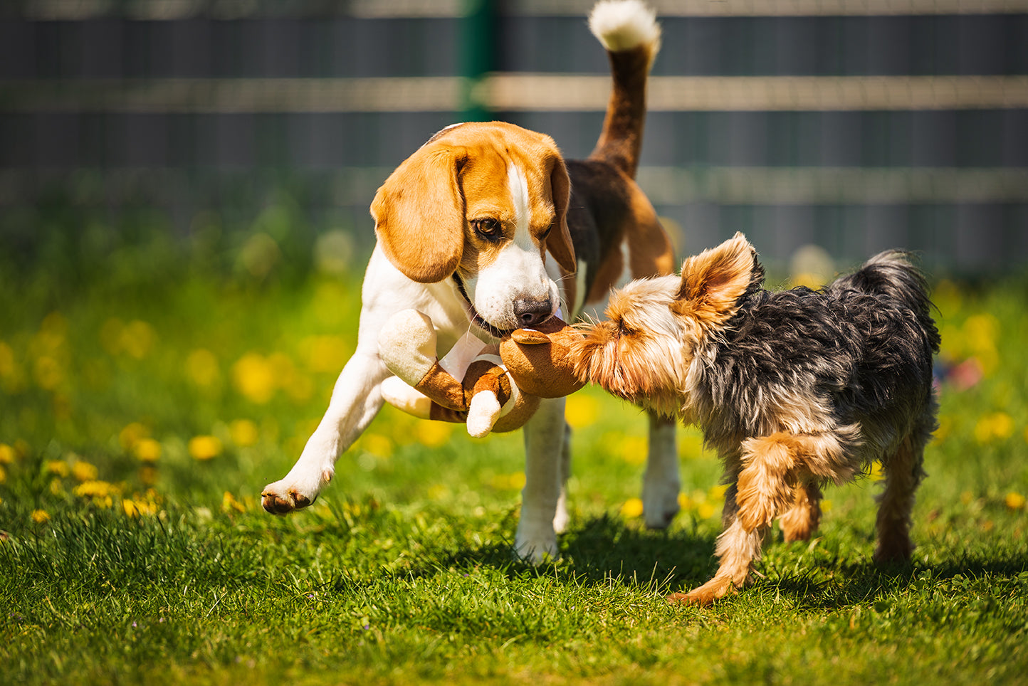 yorkshire terrier dog running with beagle in dog park