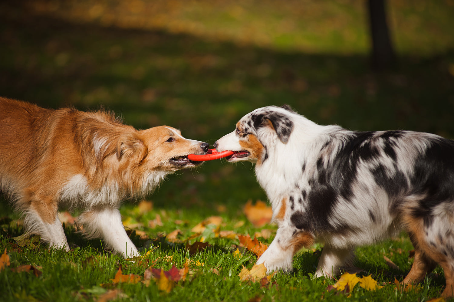 orange colored long hair haired dog playing tug of war with a red frisbee with a tri colored white black and tan dog in the grass