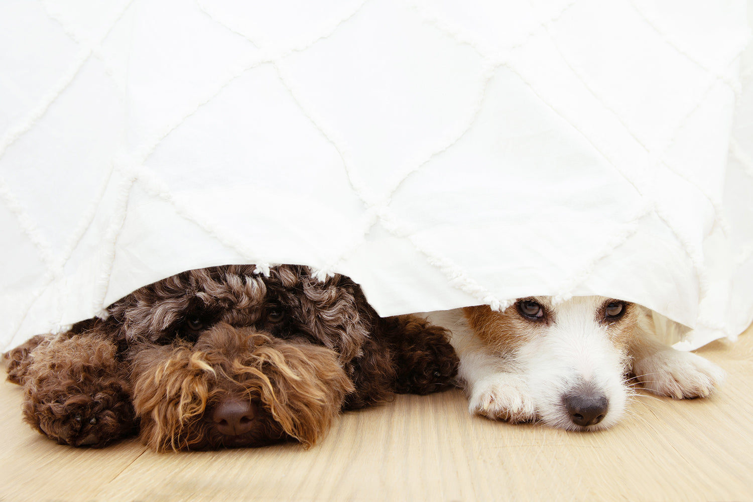 brown doodle dog and white dog hiding under curtain with faces sticking out