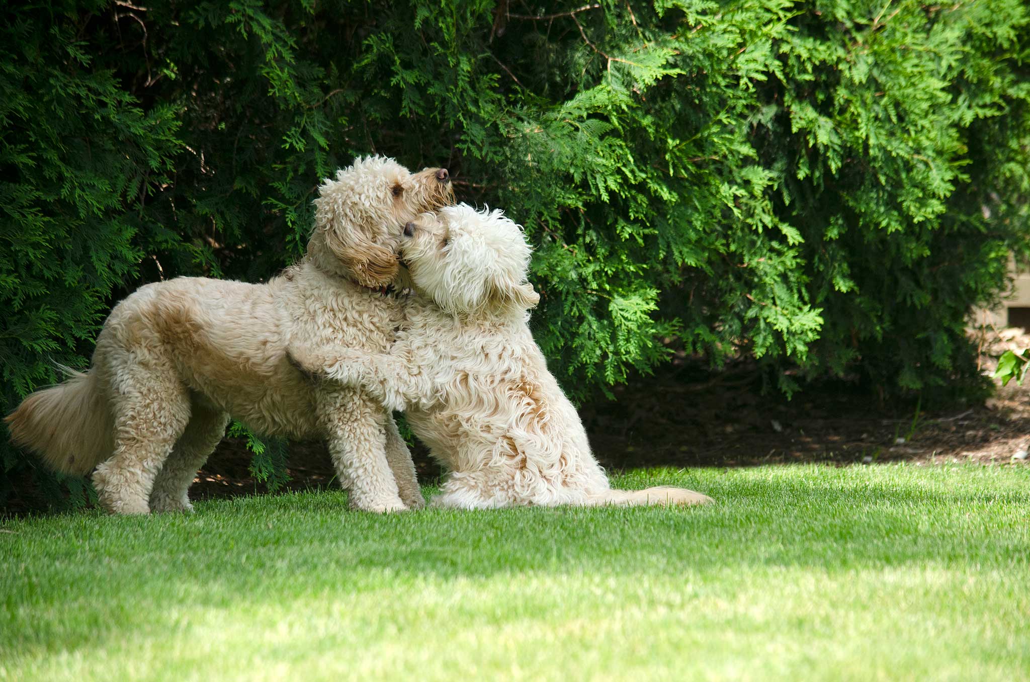 two adorable blond mini goldendoodles hugging each in grass near large green arborvitae trees