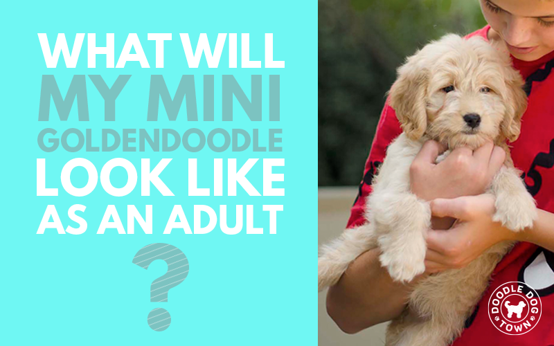 What Will My Mini Goldendoodle Look Like as an Adult?
