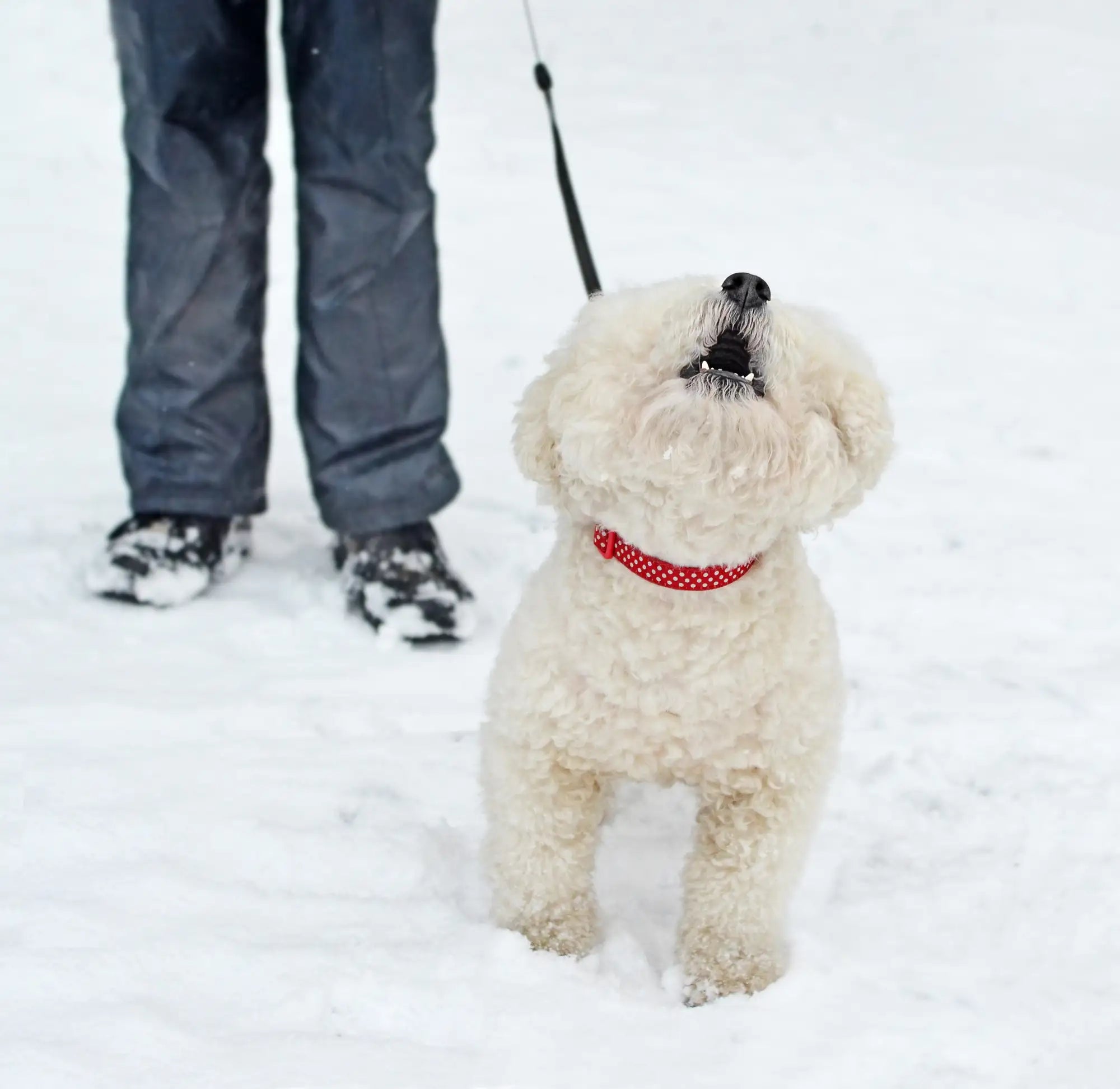 white fluffy dog looking up and barking with owner holding him on leash both standing in snow