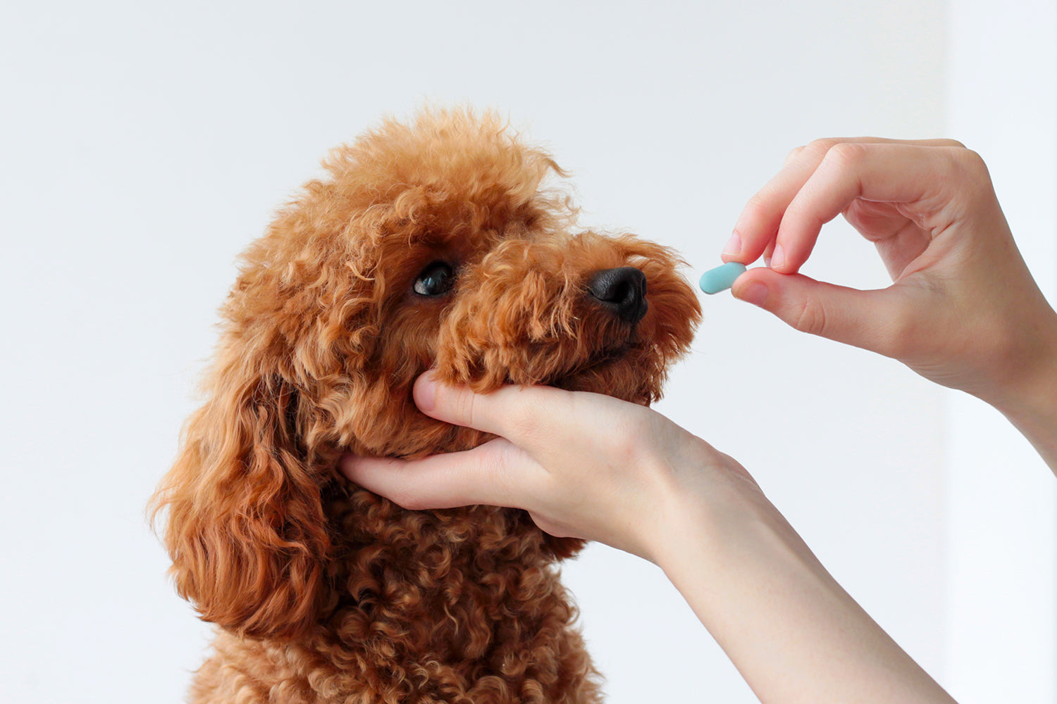 woman's hand holding brown goldendoodle puppy giving dog blue pill