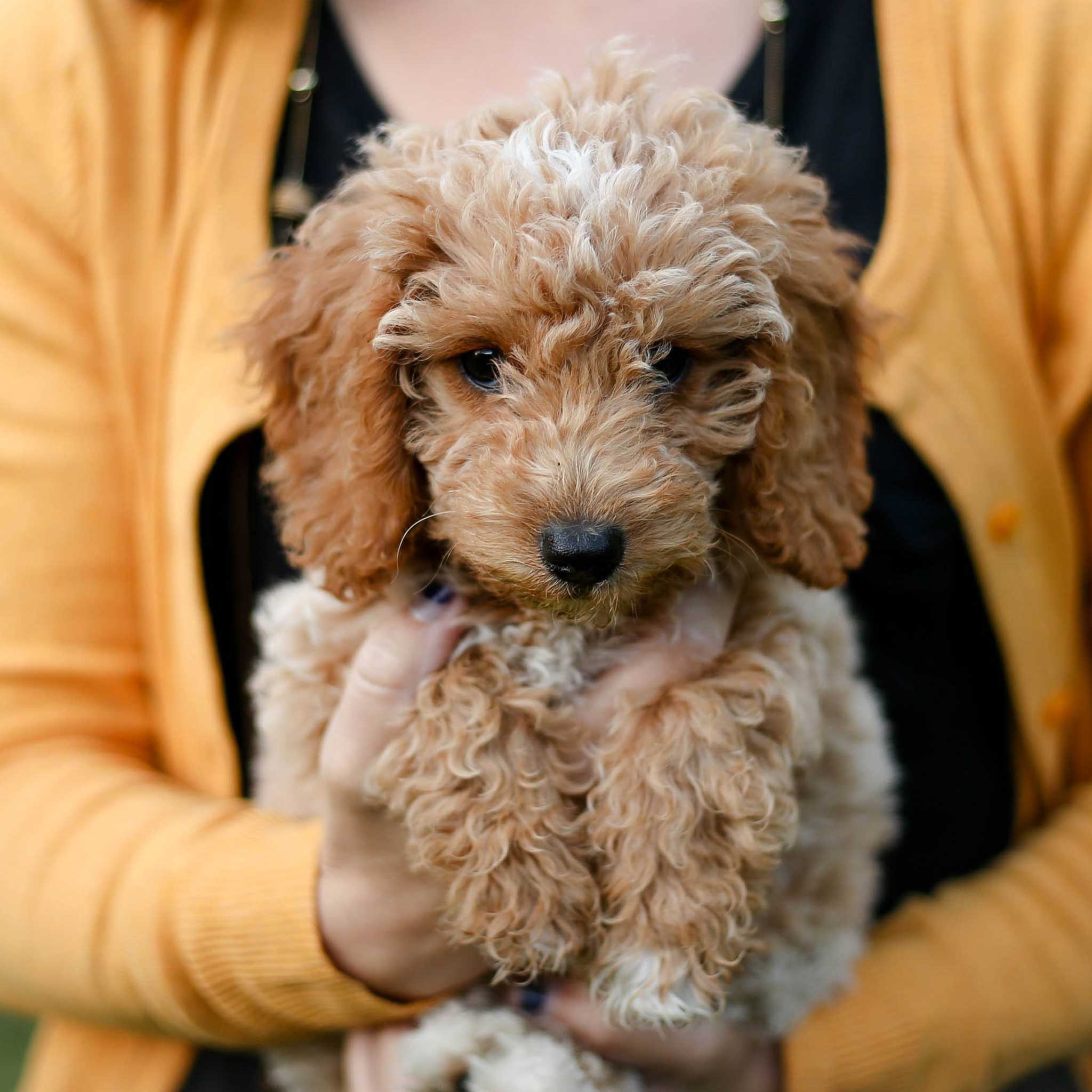 woman in orange sweater holding in her arms a tan and white <span style='background-color:none;'>mini goldendoodle puppy</span><span style='background-color:none;'> </span>dog 