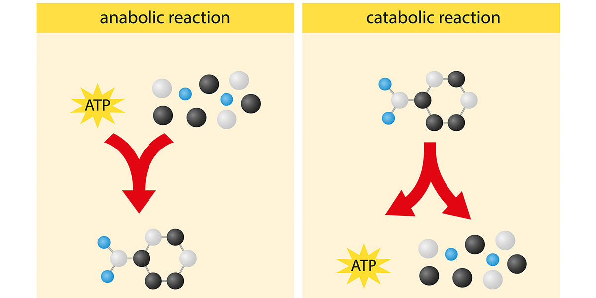 Anabolism and Catabolism Rate - Nutrova