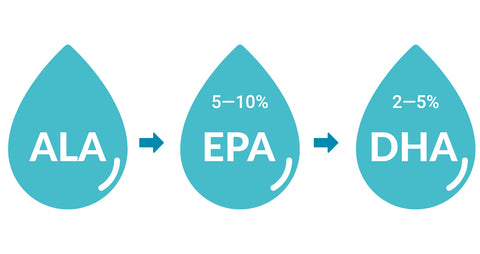 Poor conversion efficiency of ALA to EPA and DHA