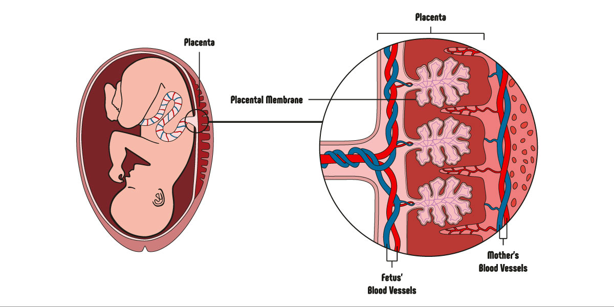 Why do Women Get Periods Every Month? - Nutrova