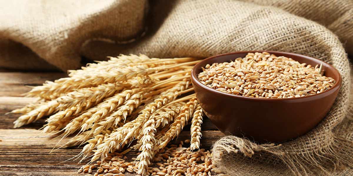 Is Vegan Meat Healthy - Wheat Gluten - Nutrova