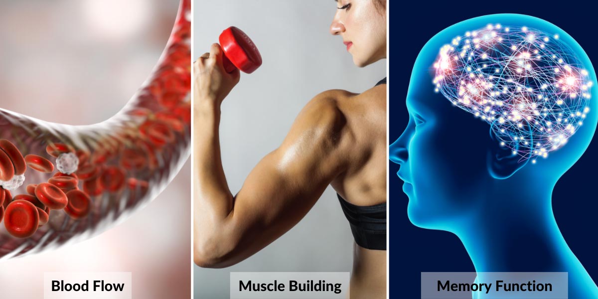 Can Free Radical Damage Help us Build Muscle? - Nutrova