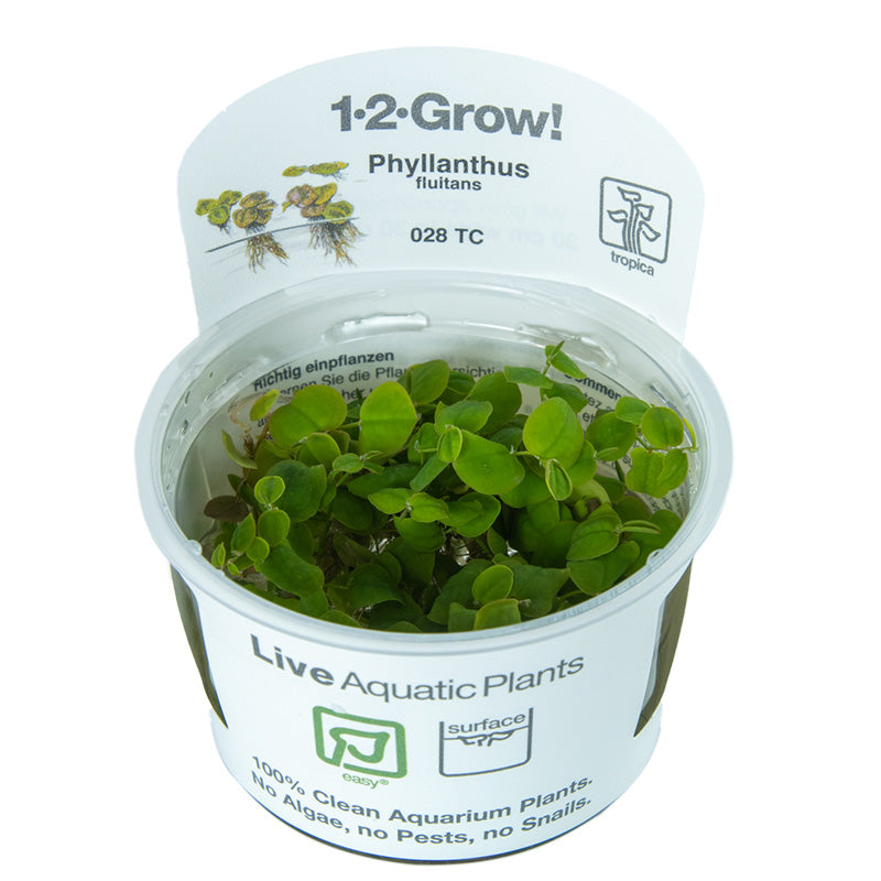 Phyllanthus fluitans floating aquarium plant